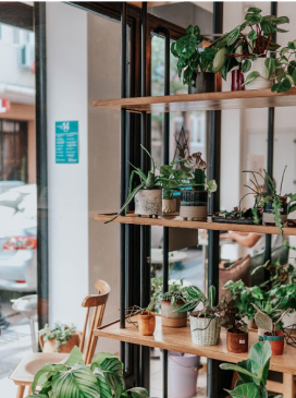 写真：店内：エントランスにある観葉植物が並んでいる棚